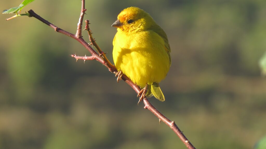A vibrant yellow saffron finch perches on a thorny branch.