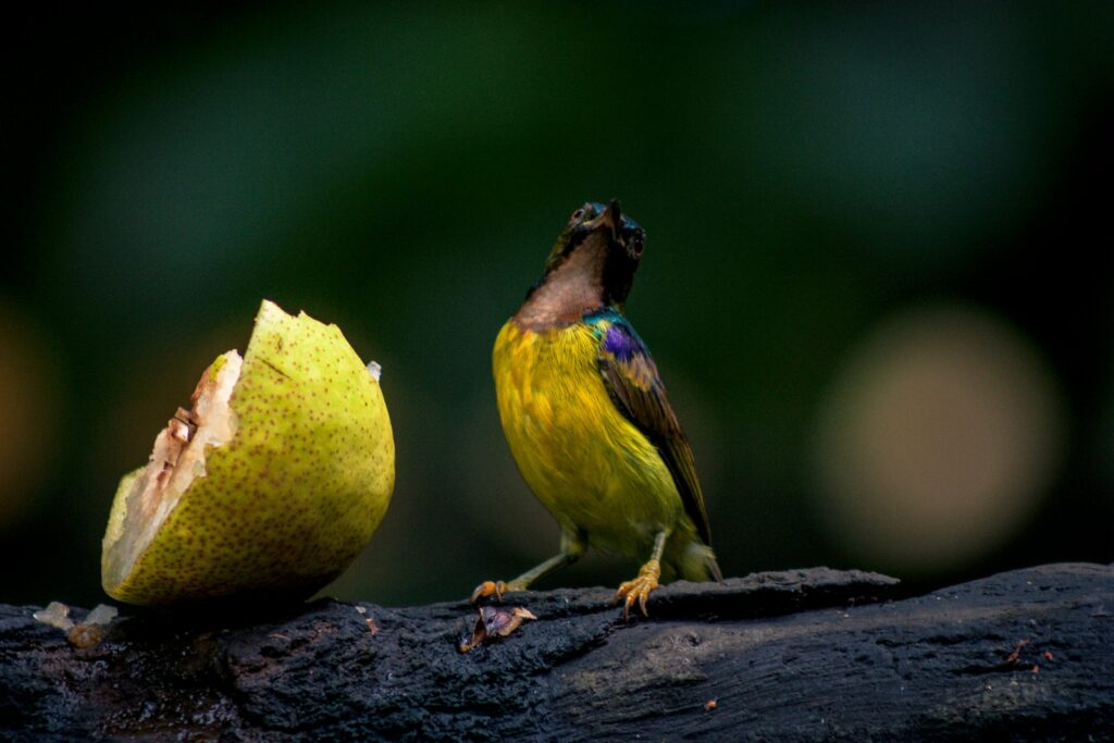 A Brown-throated Sunbird with vibrant yellow and iridescent feathers perches near a partially eaten fruit.