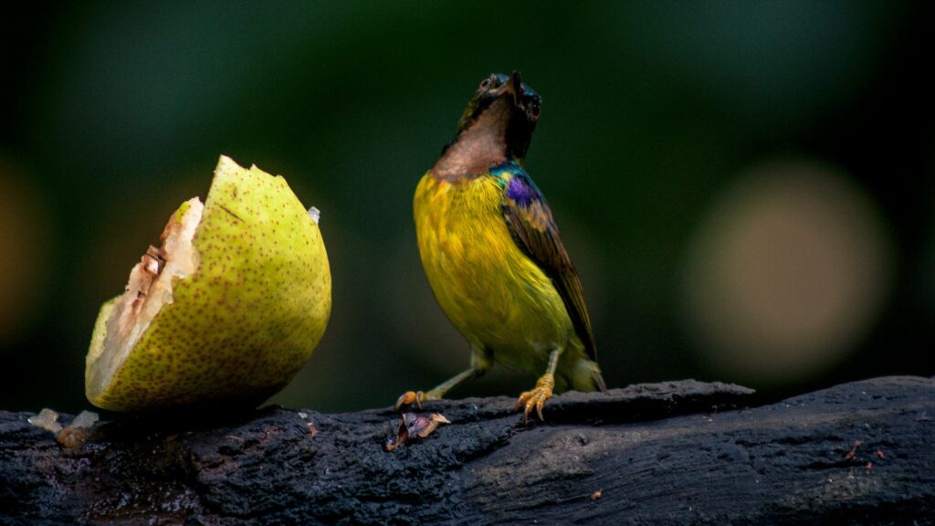 A Brown-throated Sunbird with vibrant yellow and iridescent feathers perches near a partially eaten fruit.