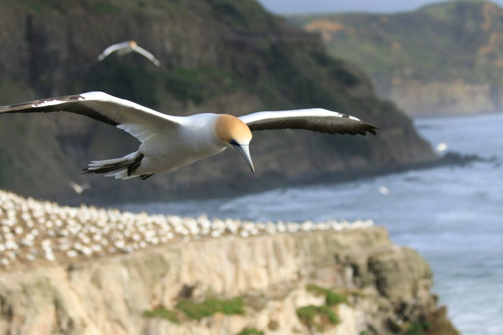 A Gannet flies over a colony of birds.