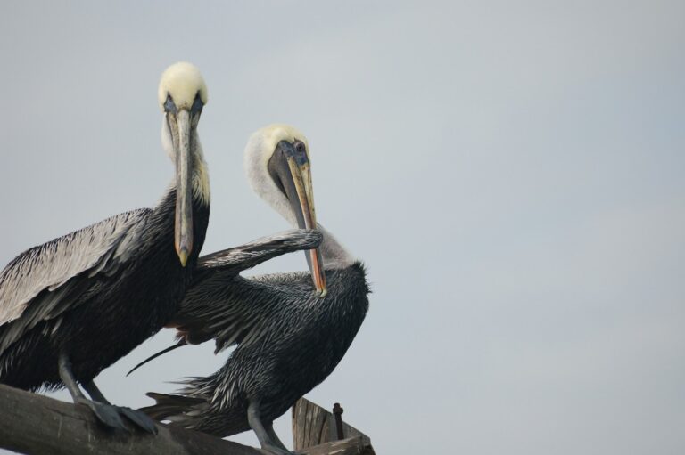 Two brown pelicans with large pouches beneath their beaks are perched against a pale sky.