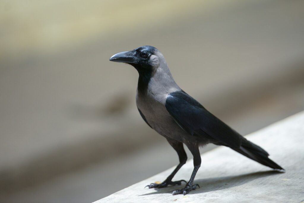A dark gray house crow, stands on a light-colored, slightly textured surface, looking to the left.