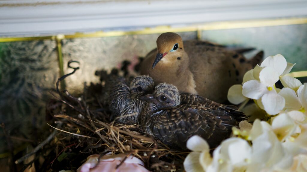 A Mourning Dove tends to its two nestlings in a nest.