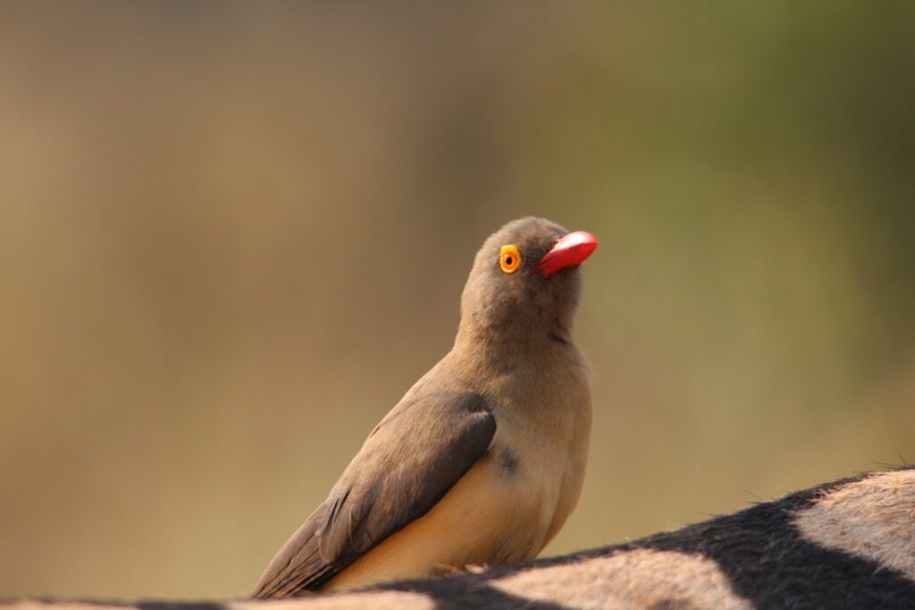 A Red-billed Oxpecker with grey-brown plumage and a bright red beak perches.