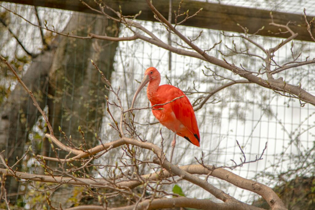 A vibrant scarlet ibis perches on bare tree branches.
