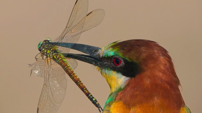 A close up of a bird with a dragonfly in its mouth.