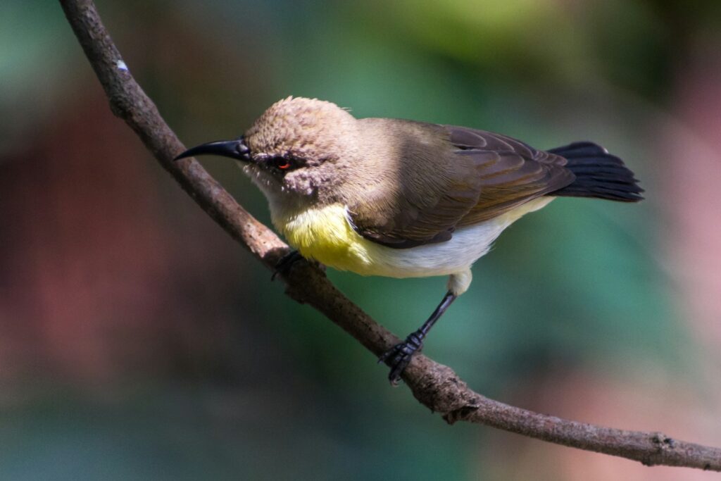 A female Purple-rumped Sunbird perches on a branch.