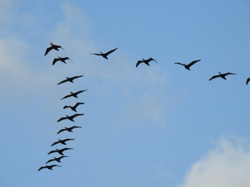 A skein of common cranes flies in a V-formation against a clear blue sky with wispy clouds.