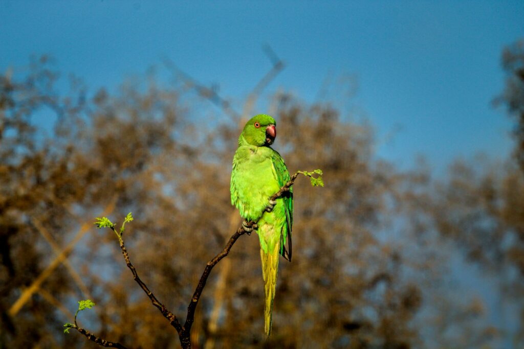 A green parrot sitting on top of a tree branch.