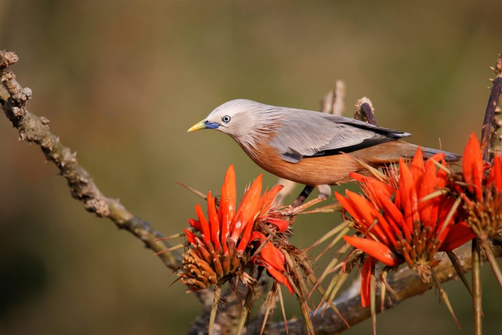 A chestnut-tailed starling with grey and brown feathers perches on a branch with orange flowers.