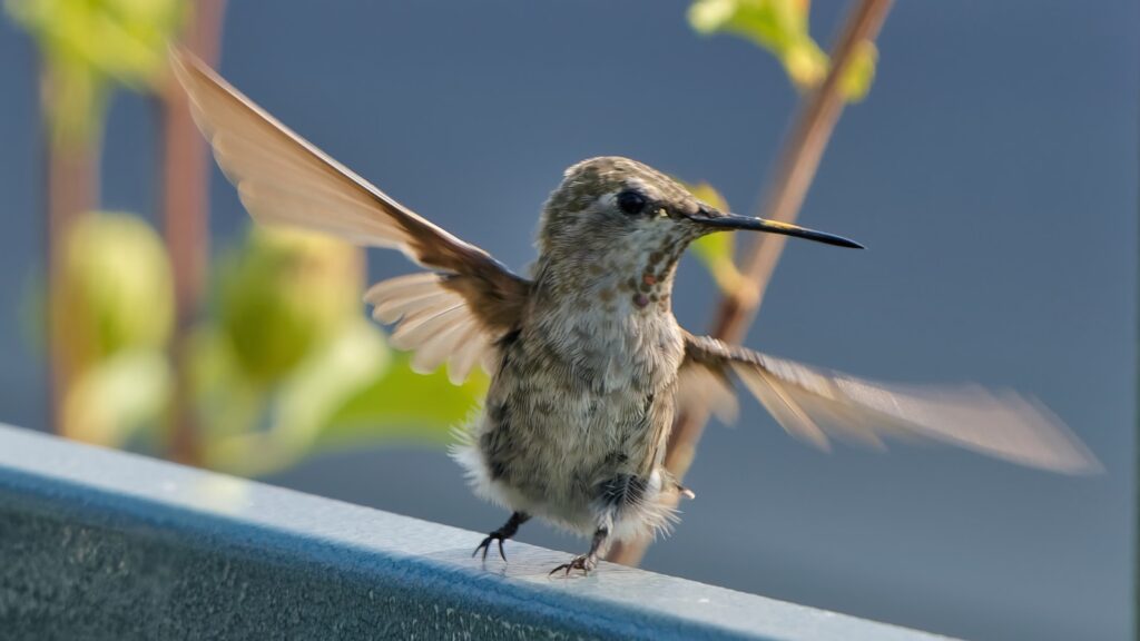 A hummingbird spreads its wings.
