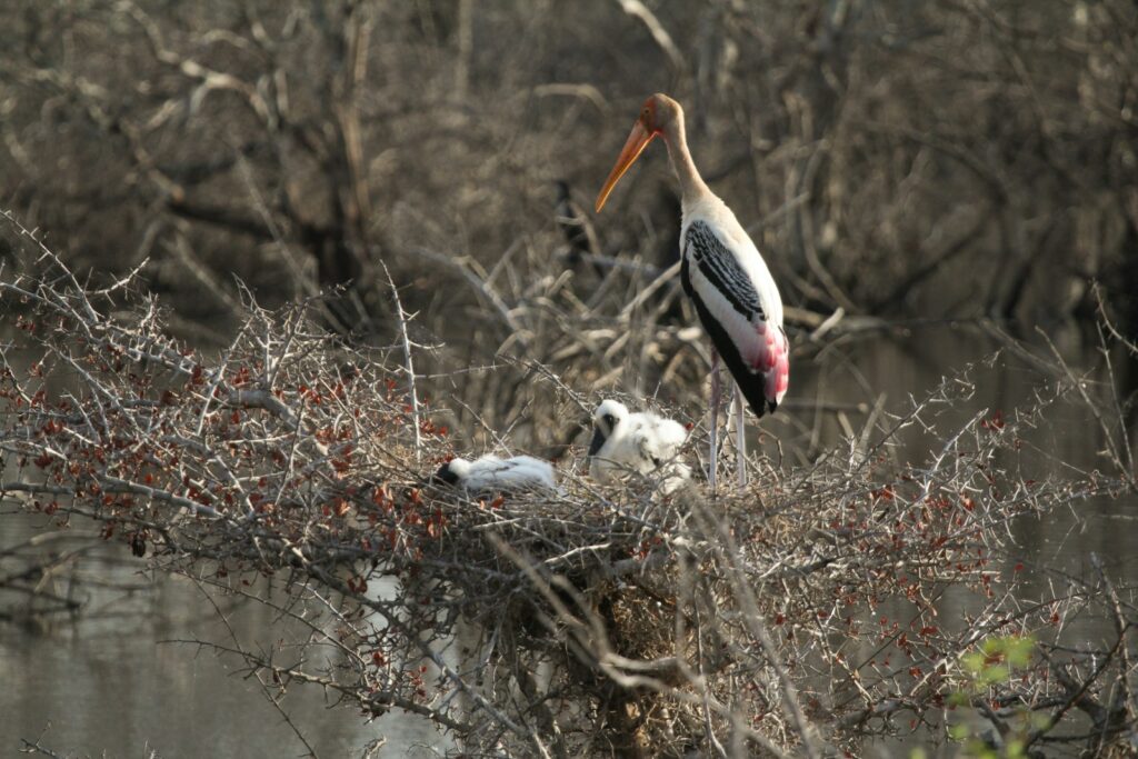 A Painted Stork stands near its young in a thorny nest.