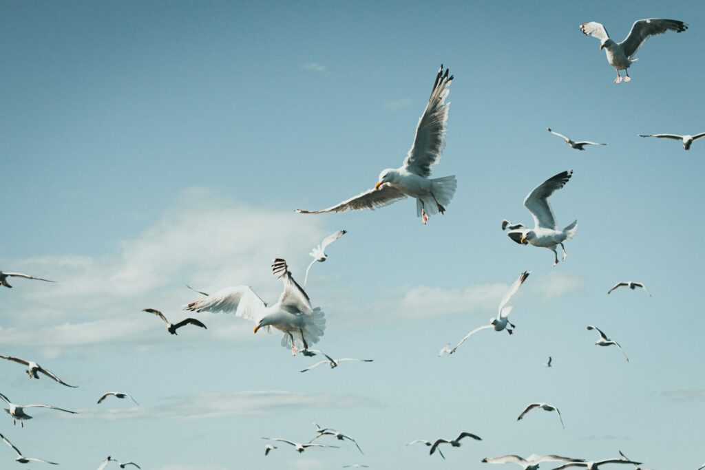 A flock of seagulls flying through a blue sky.