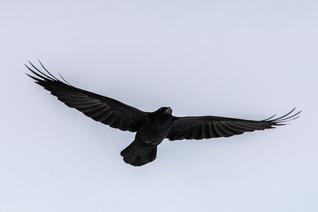 Common raven flying with outstretched wings.