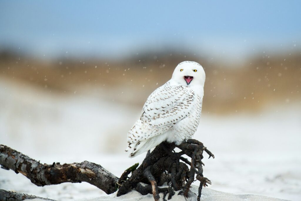 A snowy owl with predominantly white plumage and dark markings perches on a dark, snow-covered branch.