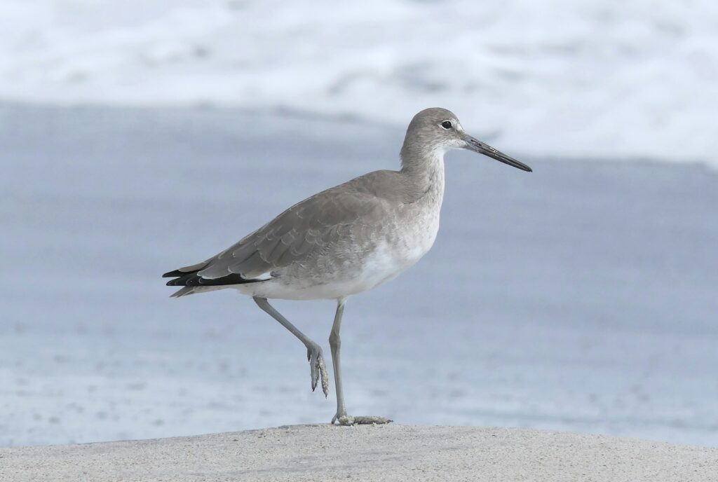 Willet standing on a sandy surface.