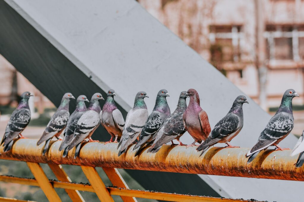 Four gray pigeons on brown metal bar.