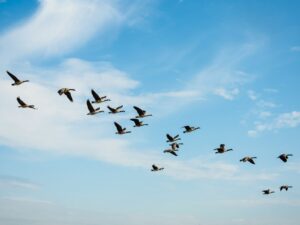 A flock of Canada Geese flies in formation across a bright blue sky with scattered white clouds.