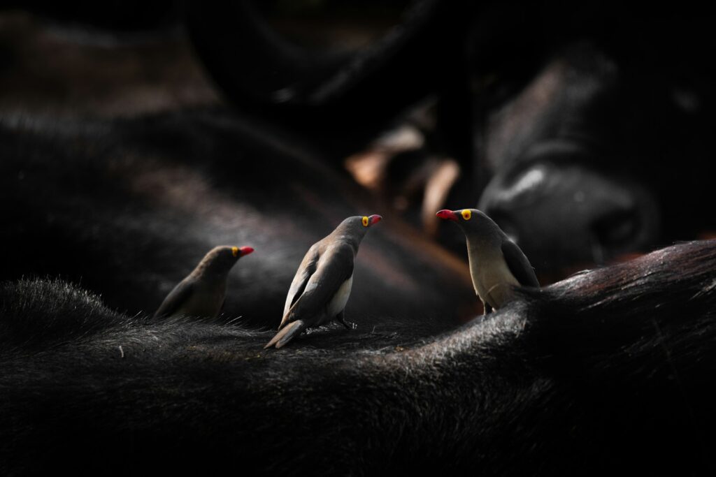 Three Red-billed Oxpeckers with grey-brown plumage and red beaks are perched on an animal.