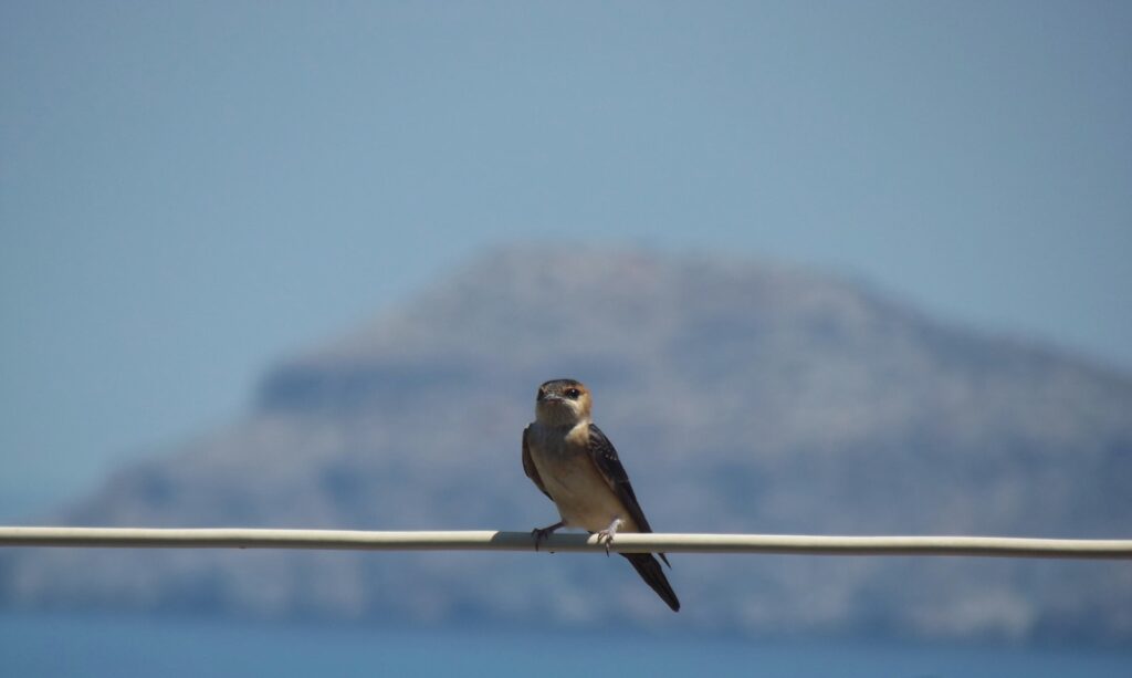 A bird sitting on a wire with a mountain in the background.