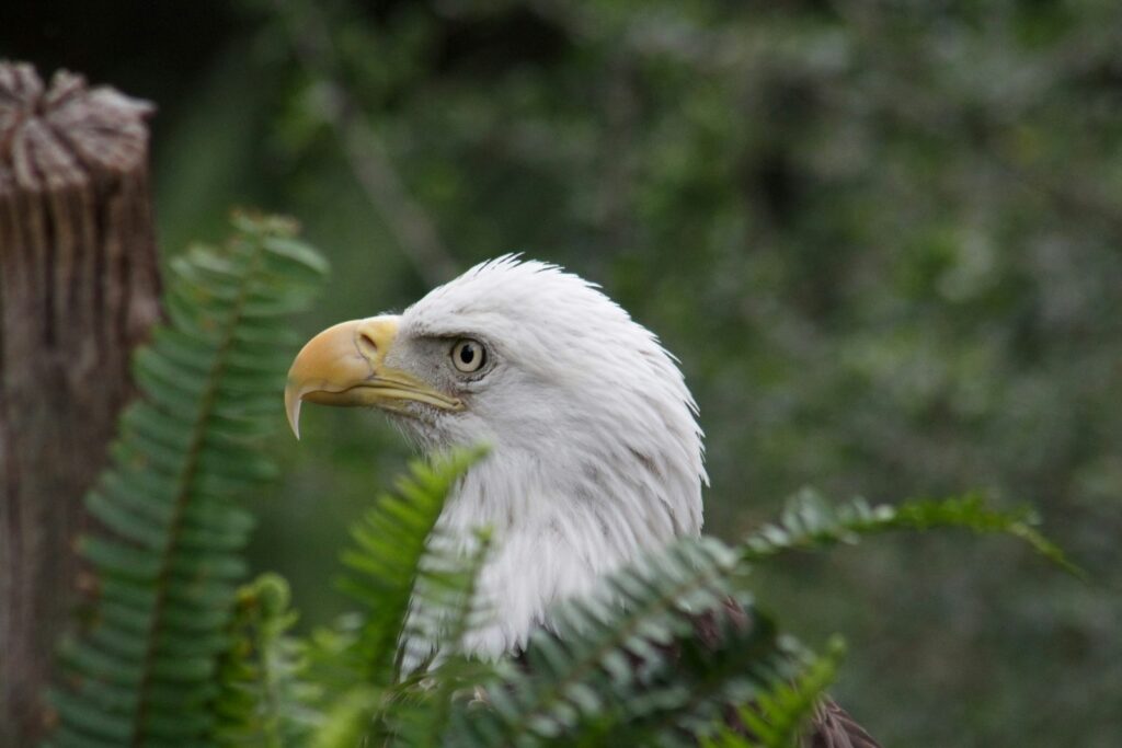 The white head and yellow beak of a Bald Eagle are visible among green foliage.