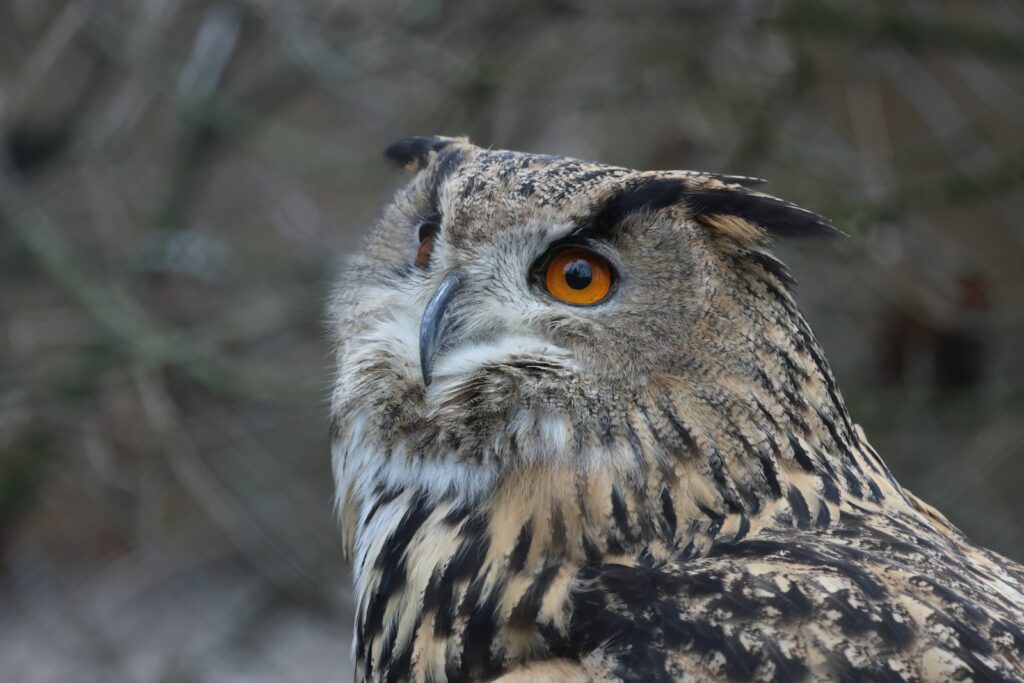 A striking Eurasian eagle-owl gazes intently to the left.