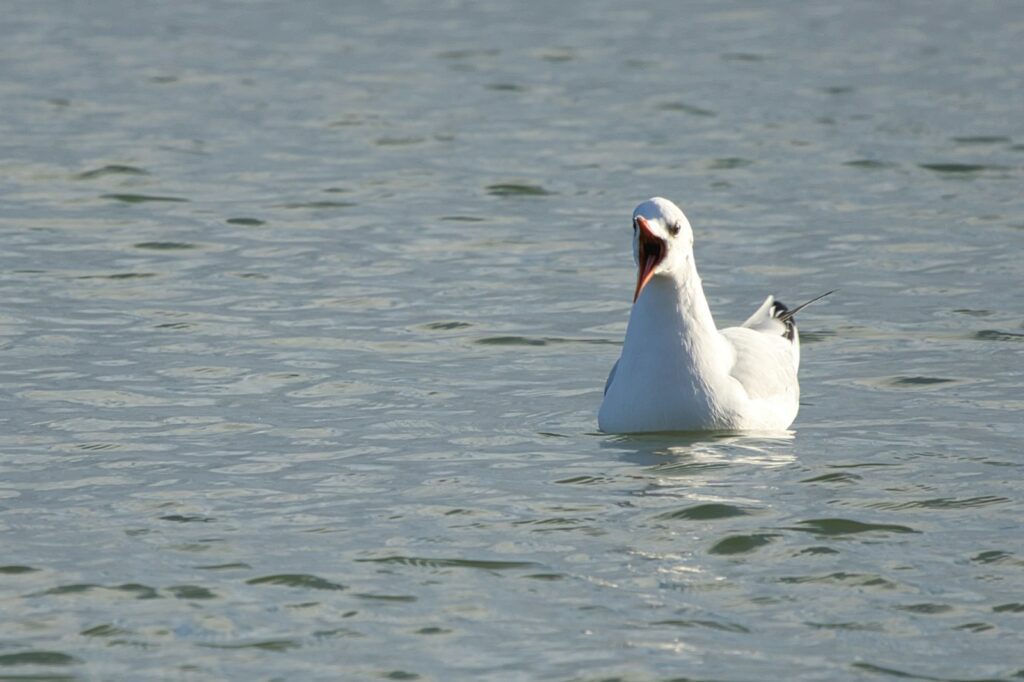 A Black-headed Gull with white plumage and a dark red beak calls out while floating on the water.