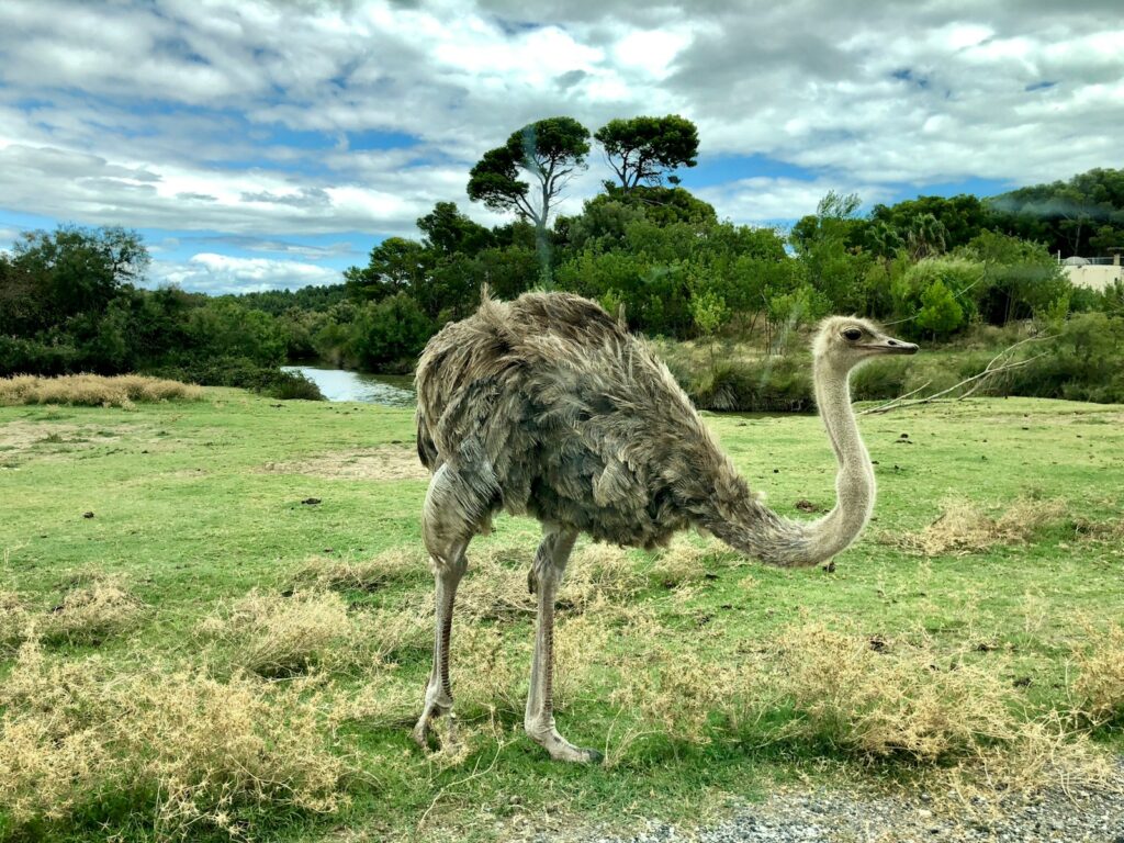 An Emu with shaggy gray-brown feathers lowers its long neck to the ground.