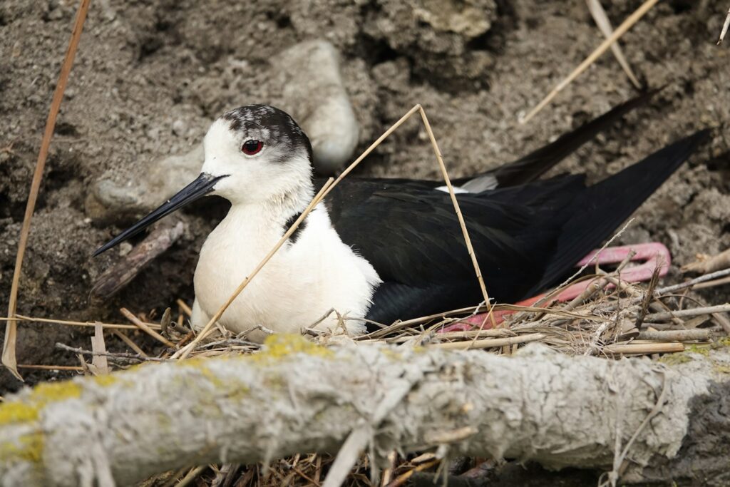 A Black-winged Stilt sits on its nest.