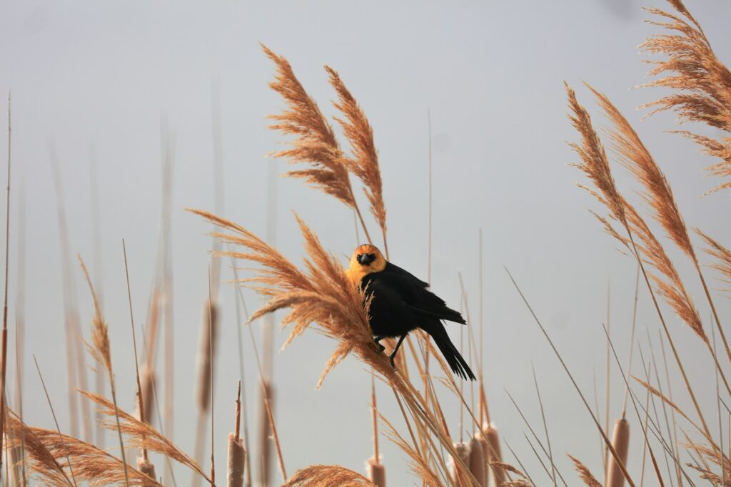 A yellow-headed blackbird perches among tall grasses.