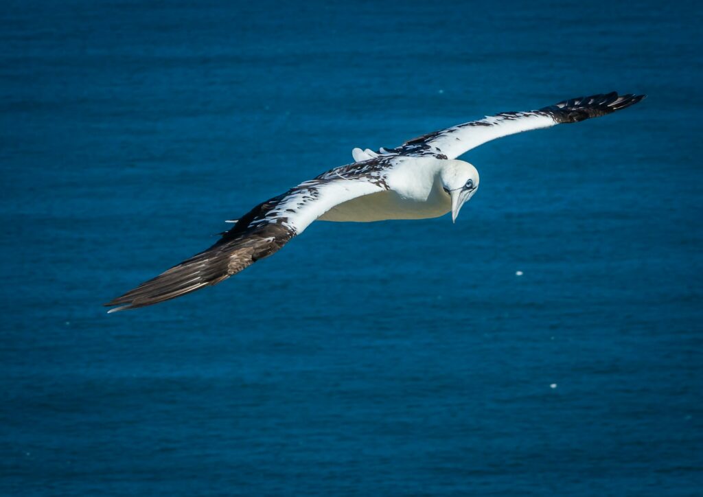 A gannet with white plumage and dark wingtips soars over the deep blue water.