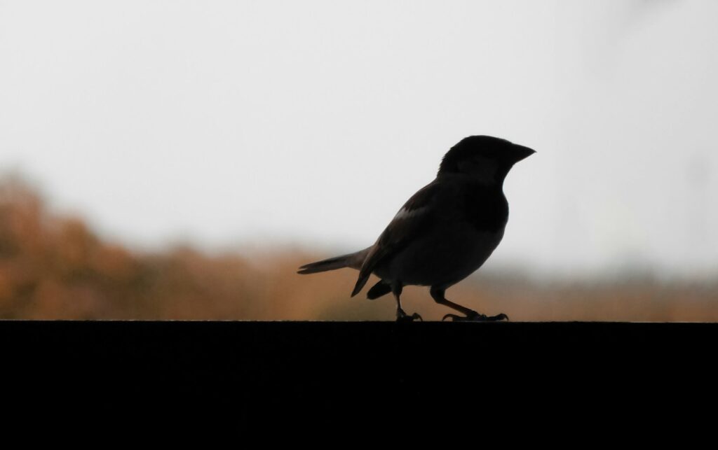 A dark silhouette of a bird, possibly a common blackbird.