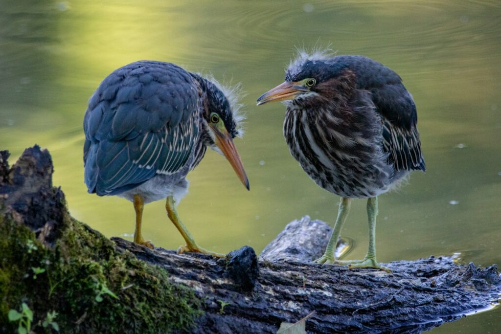 Two juvenile Green herons with mottled plumage stand on a mossy log near the water.
