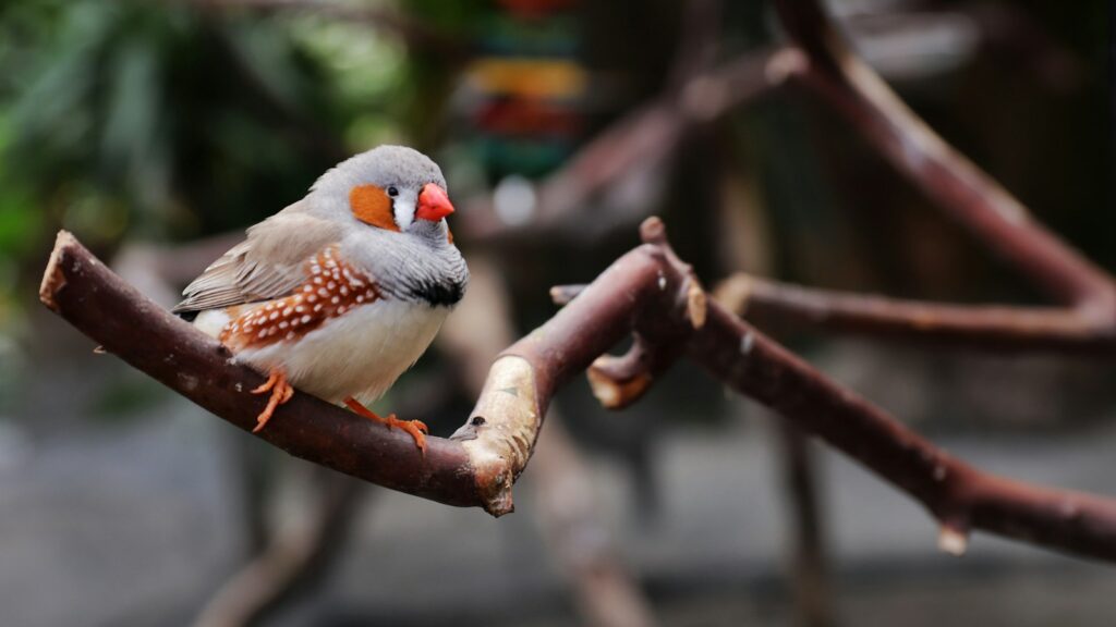 A zebra finch with grey, white, and brown plumage perches on a branch.