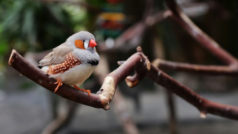 A zebra finch with grey, white, and brown plumage perches on a branch.