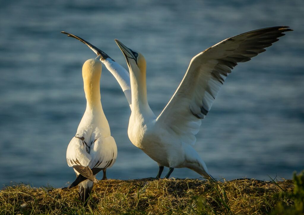 Two white duck on brown grass near body of water during daytime.