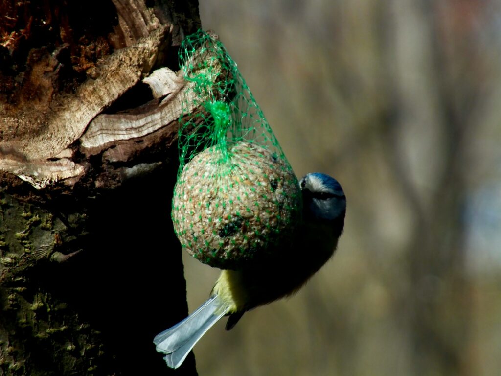 A Blue Tit clings to a green mesh bag of birdseed attached to a tree trunk, feeding.