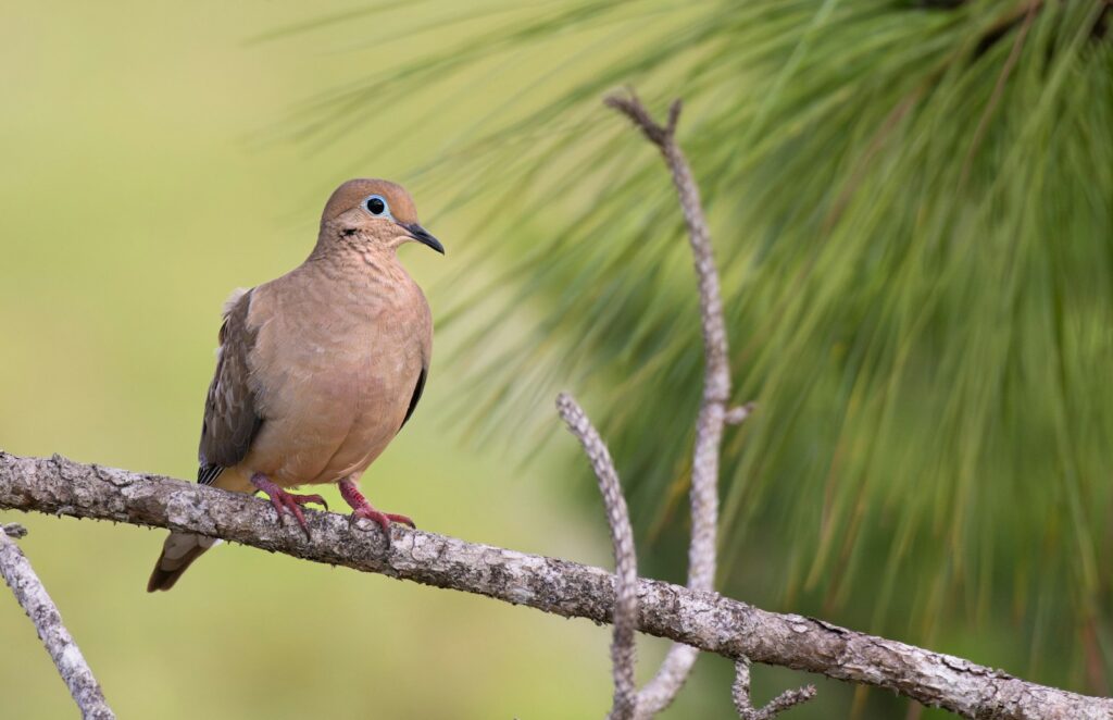 A mourning dove sits on a weathered branch.