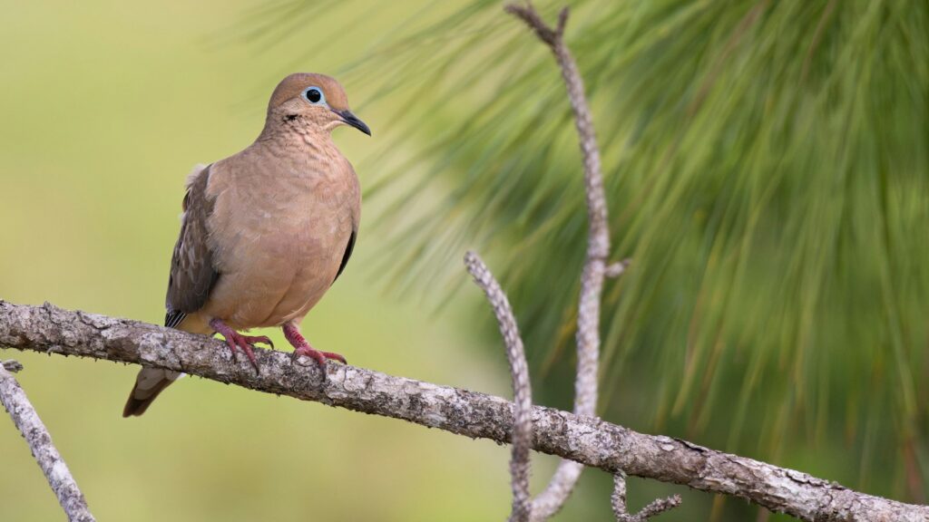 A mourning dove sits on a weathered branch.