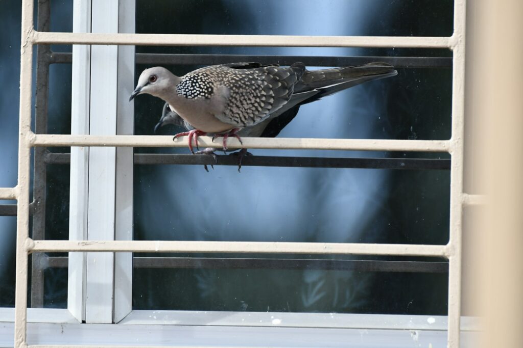 Dove with speckled wings perched on a window frame. Glass behind.