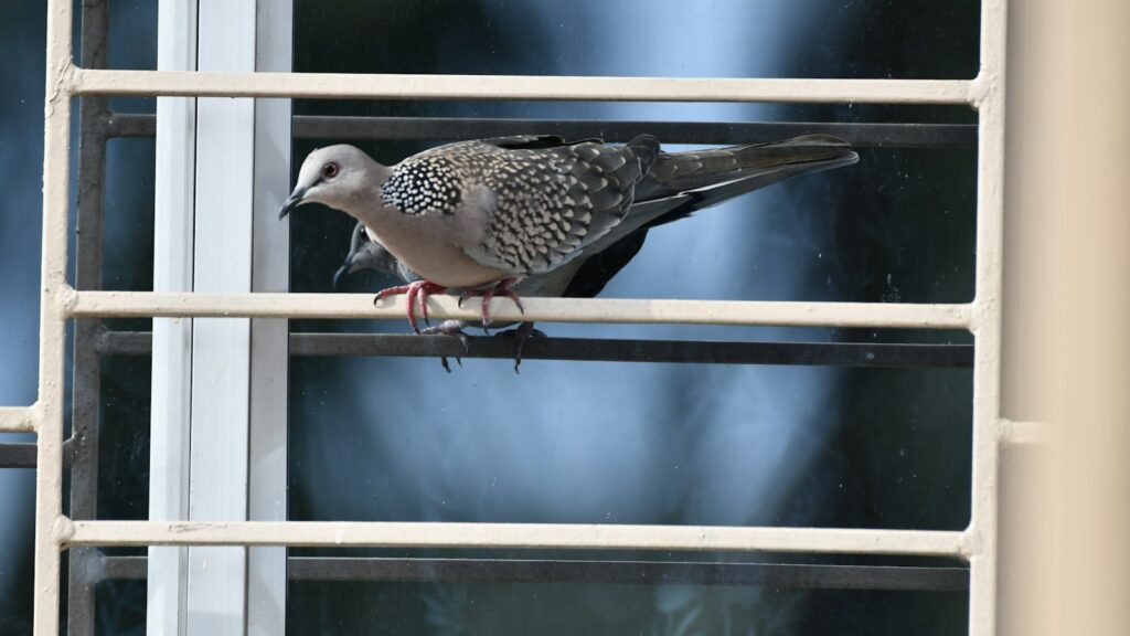 Dove with speckled wings perched on a window frame. Glass behind.