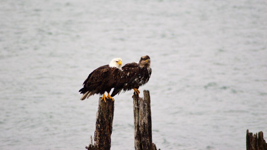 Two eagles perch together on wooden posts.