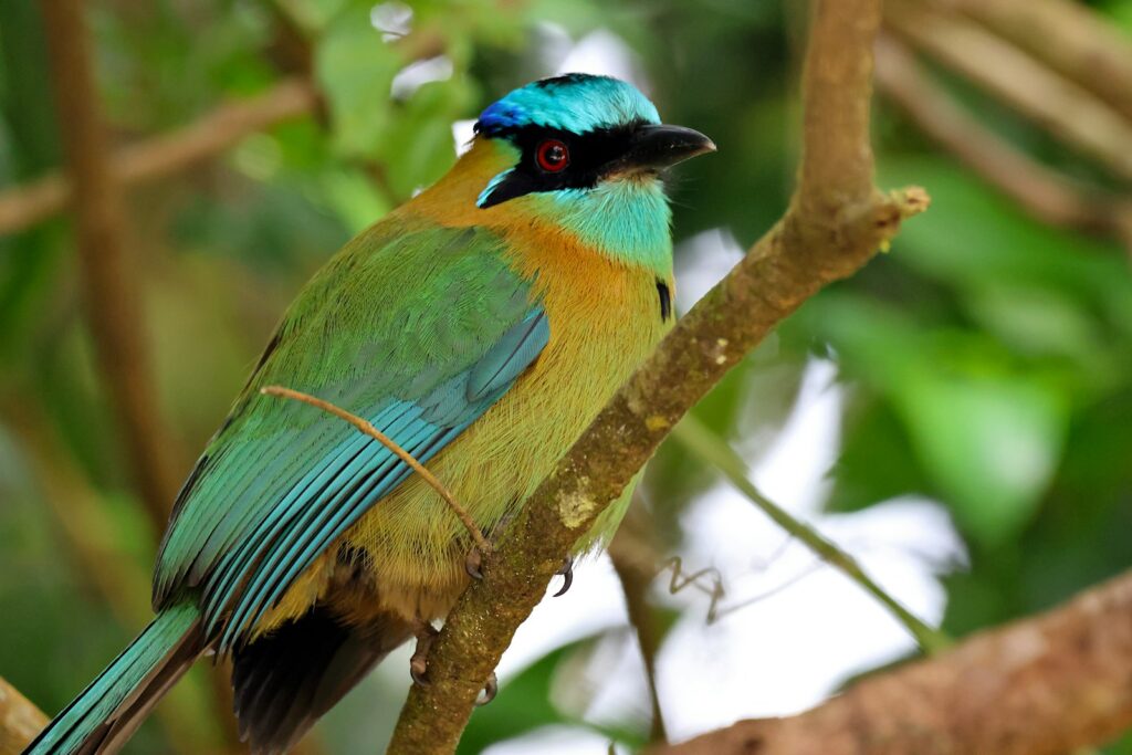 A colorful blue-crowned motmot perches on a branch.