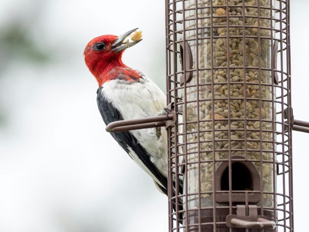 A red-headed woodpecker eats from a wire bird feeder.