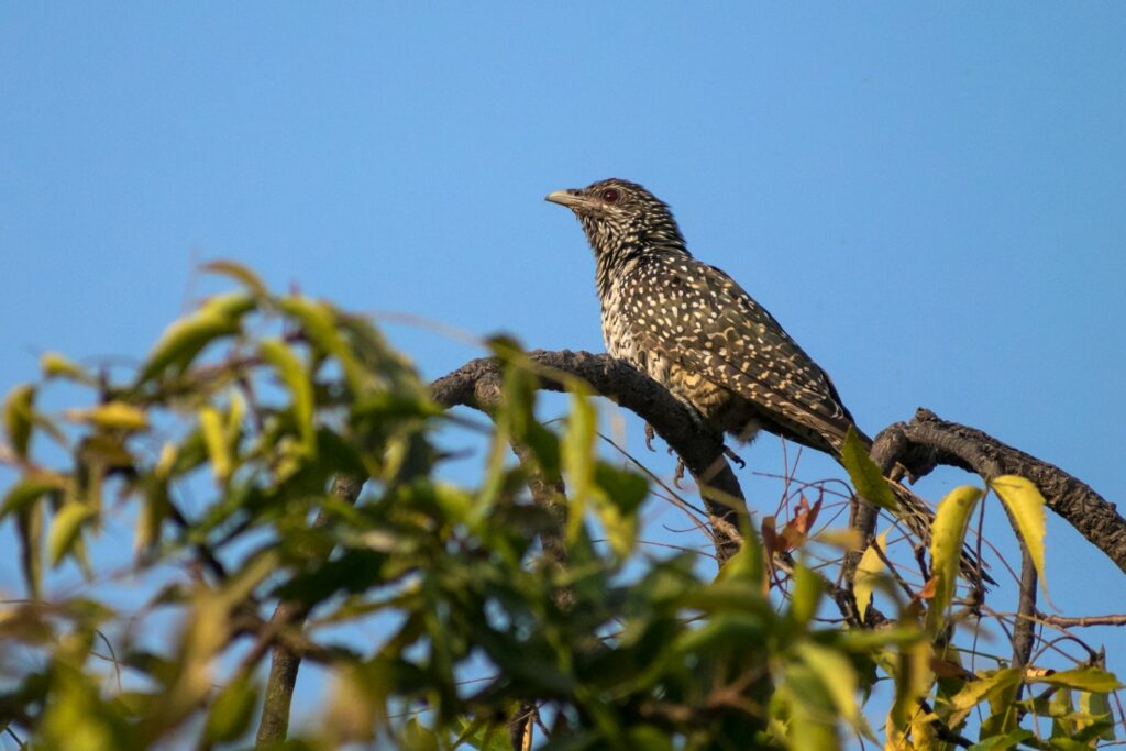 A female Asian Koel with speckled plumage perches on a branch against a clear sky.