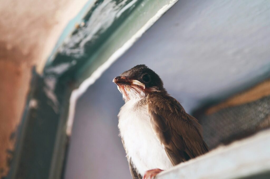 A barn swallow chick looks upward from its nest.