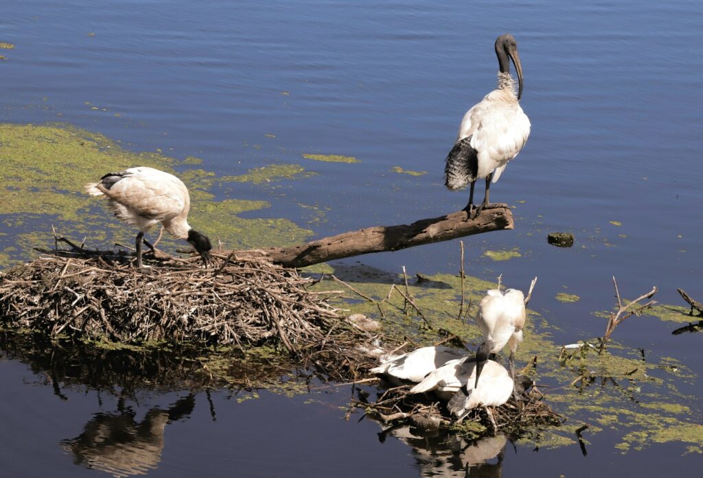 Several Black-headed Ibises are near their nest in the water.