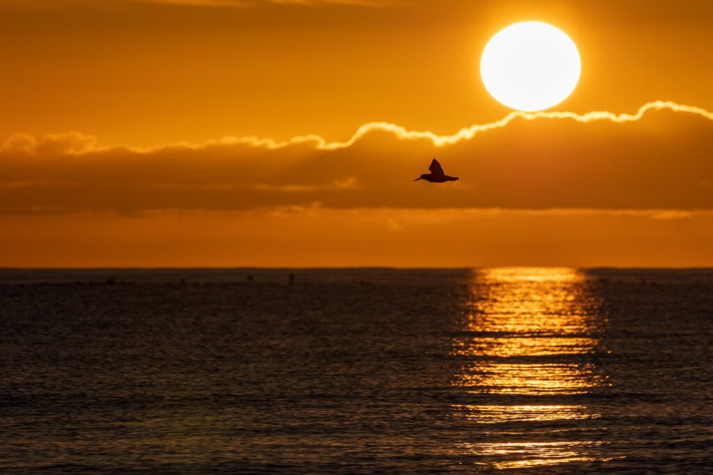 A bird flying over the ocean at sunset.