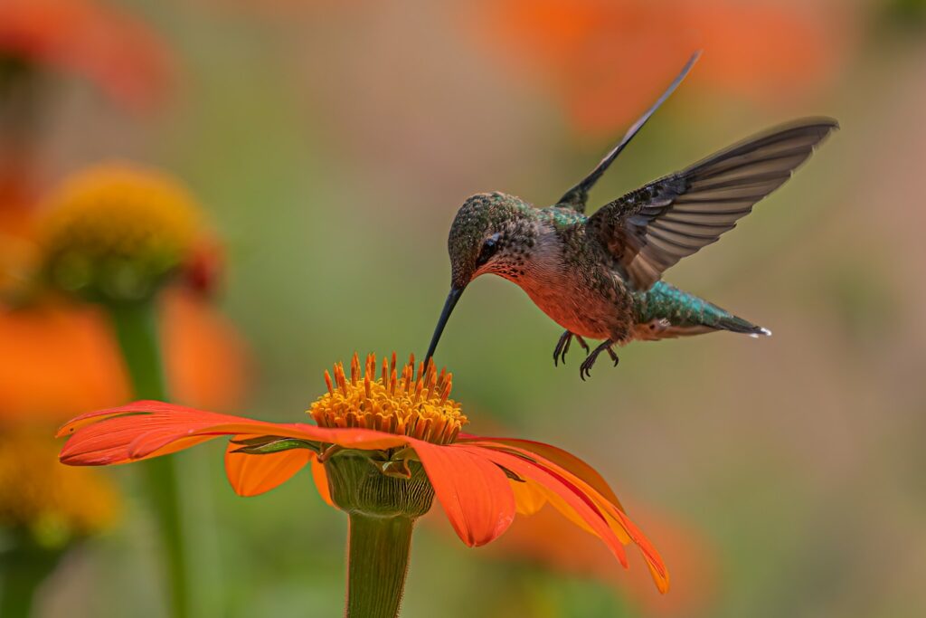 A hummingbird hovering over an orange flower.