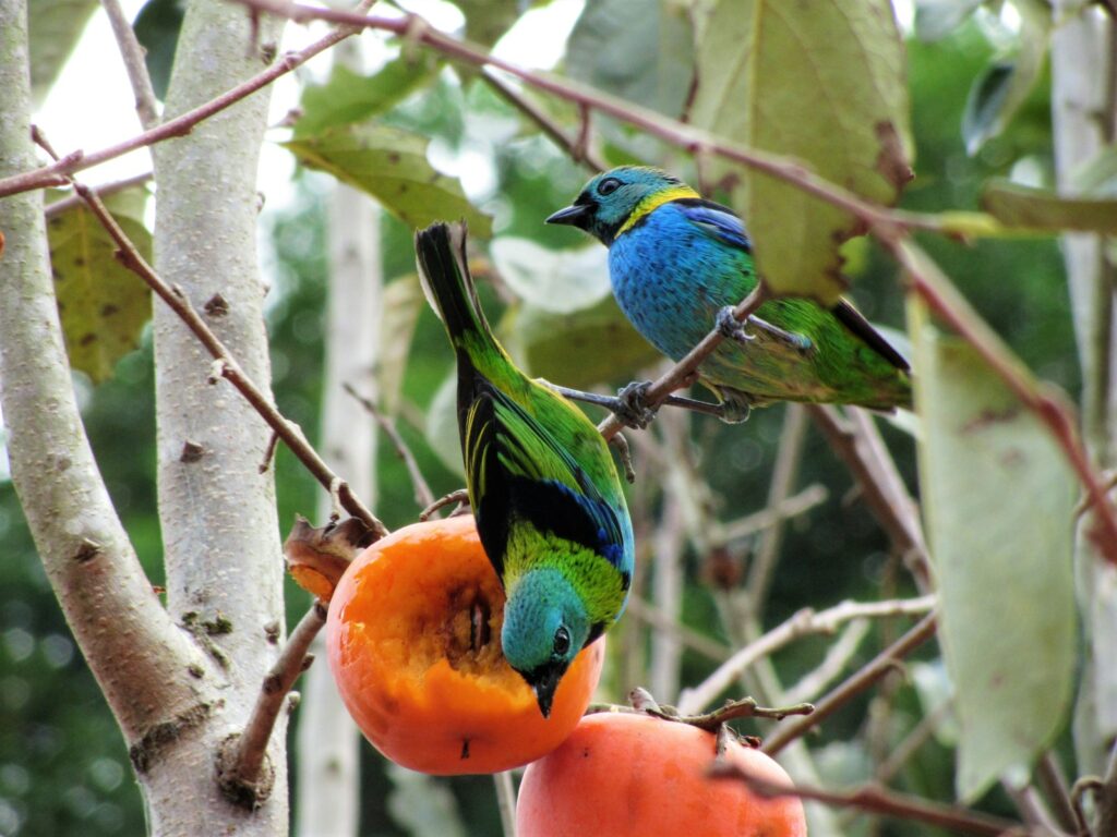 A Green-headed Tanager hangs upside down, eating an orange fruit. Another colorful tanager is perched above.